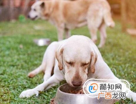 十个月前的拉布拉多犬饲养攻略