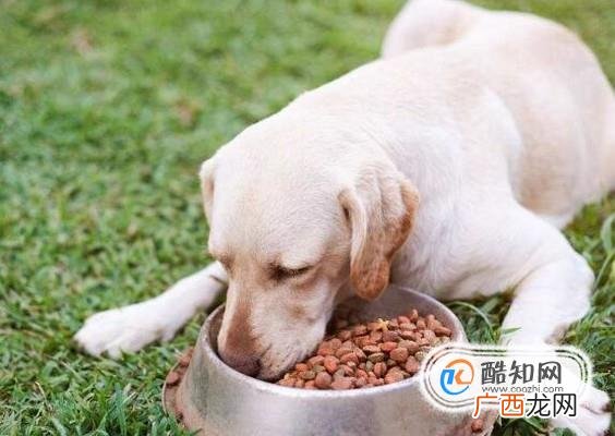 十个月前的拉布拉多犬饲养攻略