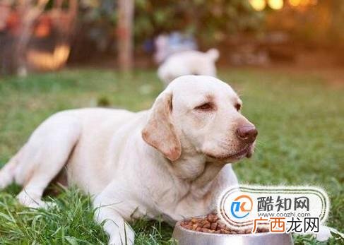 十个月前的拉布拉多犬饲养攻略