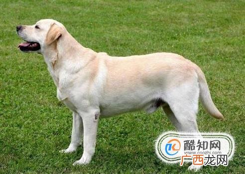 十个月前的拉布拉多犬饲养攻略