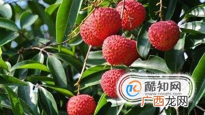 吃哪些东西容易被查出醉驾