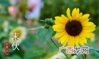 末伏后天气很热可吃西瓜吗 末伏后天气吃什么好