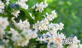 新鲜茉莉花可以直接泡水喝吗 茉莉花的简介