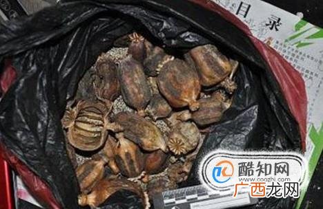贩卖罂粟犯法吗
