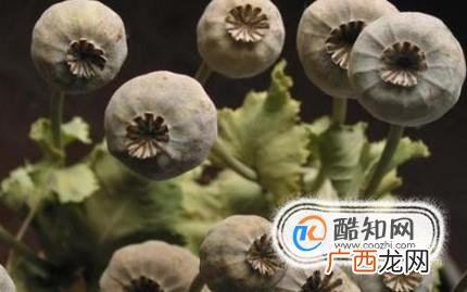 贩卖罂粟犯法吗