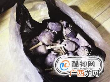 贩卖罂粟犯法吗