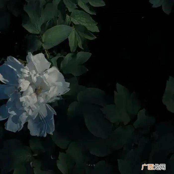 抖音背景图，抖音最新热门背景图--愿被岁月温柔以待