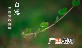 白露季节宜喝什么茶 适合白露节气的茶介绍