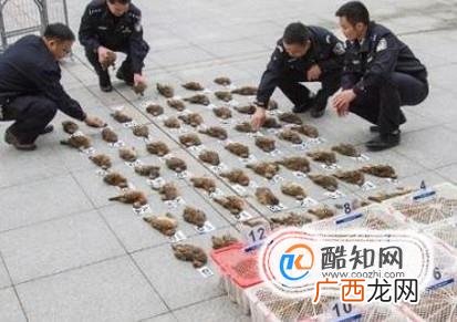 非法运输或出售濒危动物有什么后果