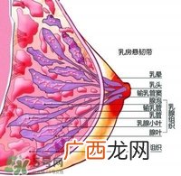 胸小会不会没奶水 胸大小和奶水少有关系吗