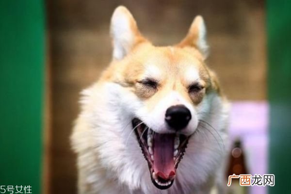 怀孕能养狗吗 怀孕养狗注意事项