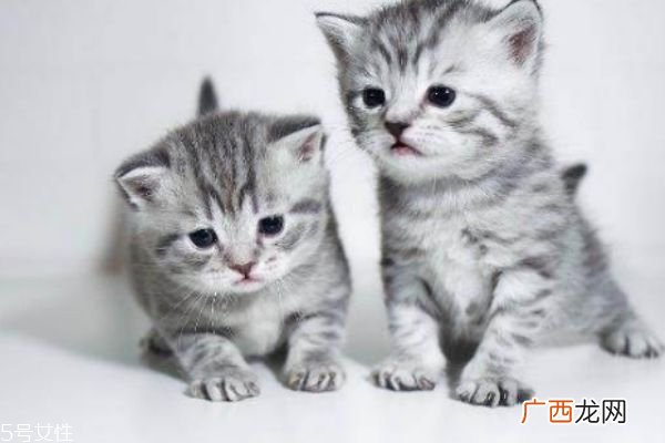 怀孕能养猫吗 怀孕养猫注意事项