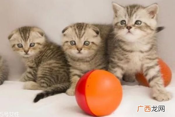 怀孕能养猫吗 怀孕养猫注意事项