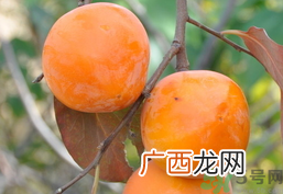 哺乳期可以吃柿子吗？哺乳期能吃柿子吗？