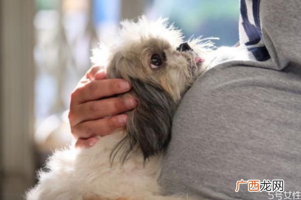 怀孕可以养兔子吗 怀孕可以养宠物吗