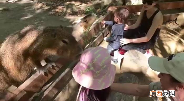 昆凌童年照，昆凌晒童年照心疼澳洲大火带来的破坏
