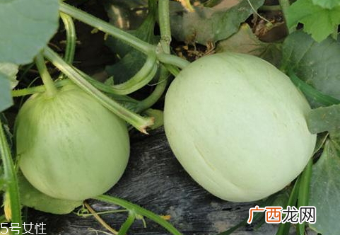 绿宝瓜孕妇能吃吗 绿宝瓜怎么吃