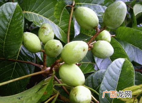 青榄孕妇可以吃吗 产妇可以吃橄榄吗