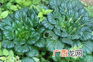 乌塌菜孕妇能吃吗 乌塌宜忌人群