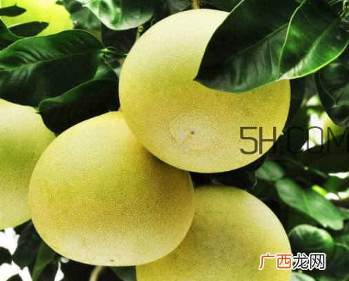孕妇可以吃文旦吗 文旦柚孕妇可以吃