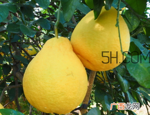 沙田柚不能和什么一起吃 沙田柚孕妇可以吃吗