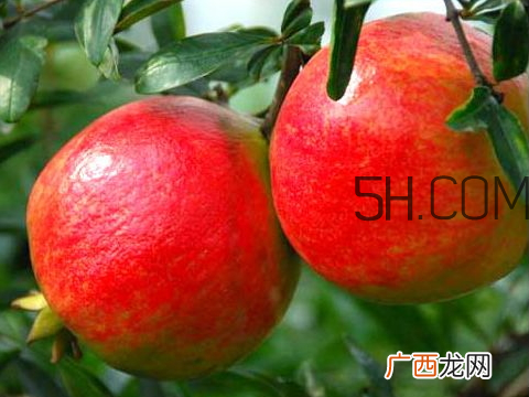软籽石榴孕妇可以吃吗 软籽石榴宝宝能吃吗