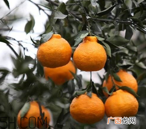 丑橘孕妇可以吃吗 孕妇可以吃丑橘吗