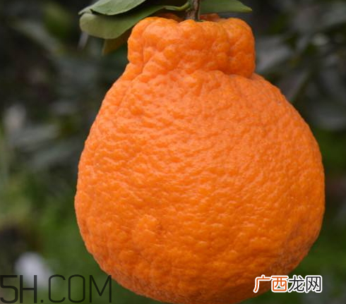 丑橘孕妇可以吃吗 孕妇可以吃丑橘吗