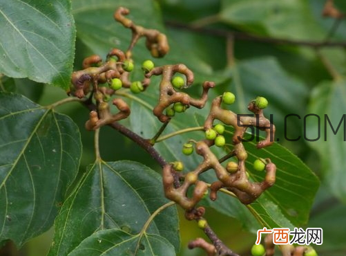 万寿果孕妇可以吃吗 万寿果怎么吃