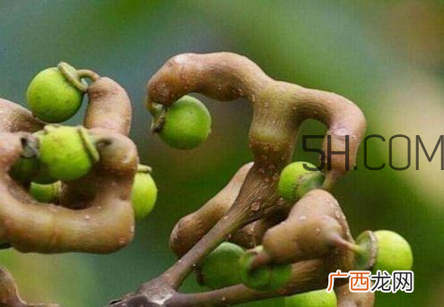 万寿果孕妇可以吃吗 万寿果怎么吃