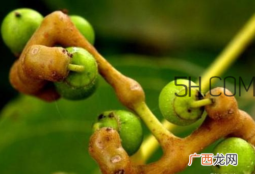 万寿果孕妇可以吃吗 万寿果怎么吃