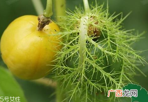 孕妇能吃龙珠果吗 孕妇吃龙珠果的好处