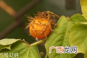 孕妇能吃龙珠果吗 孕妇吃龙珠果的好处