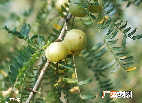 油柑孕妇可以吃吗 油柑怎么吃