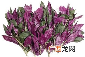 观音菜孕妇能吃吗 孕妇吃观音菜的好处