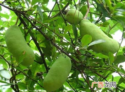 八月瓜的药用价值有哪些？八月瓜能治什么病？