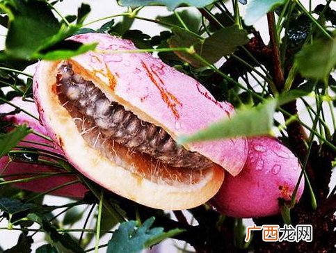 八月瓜的药用价值有哪些？八月瓜能治什么病？
