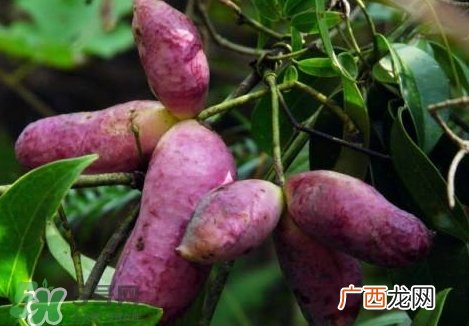 八月瓜孕妇能吃吗？八月瓜的功效与作用