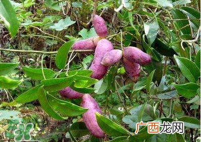 八月瓜孕妇能吃吗？八月瓜的功效与作用