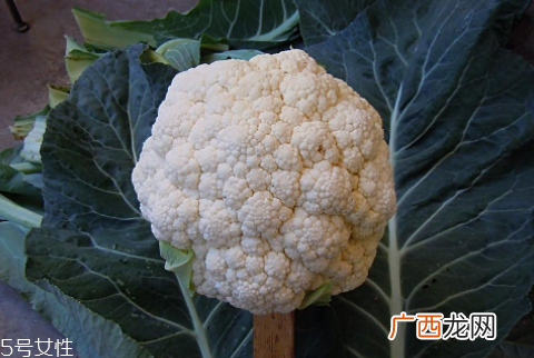 孕妇可以吃花椰菜吗？促进孕妇免疫力
