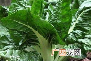 牛皮菜孕妇可以吃吗？