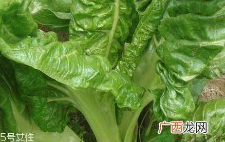 牛皮菜孕妇可以吃吗？