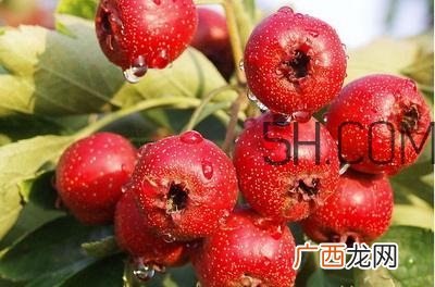 临产前可以吃山楂吗？临产前吃什么有助于顺产？