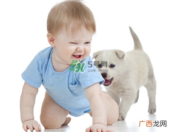 孕妇能养狗吗?孕妇养狗注意事项