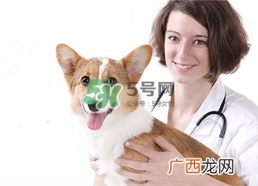 孕妇能养狗吗?孕妇养狗注意事项