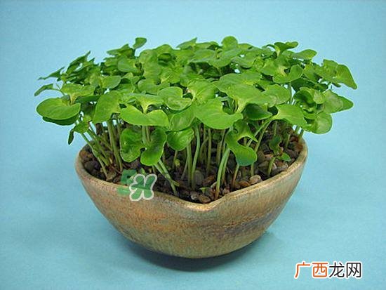 石榴怎么剥方便？怎么快速剥石榴？