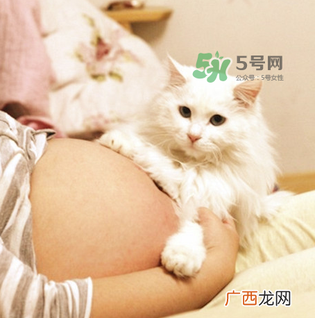 孕妇被猫抓了怎么办？孕妇被猫抓伤了对宝宝有什么影响？