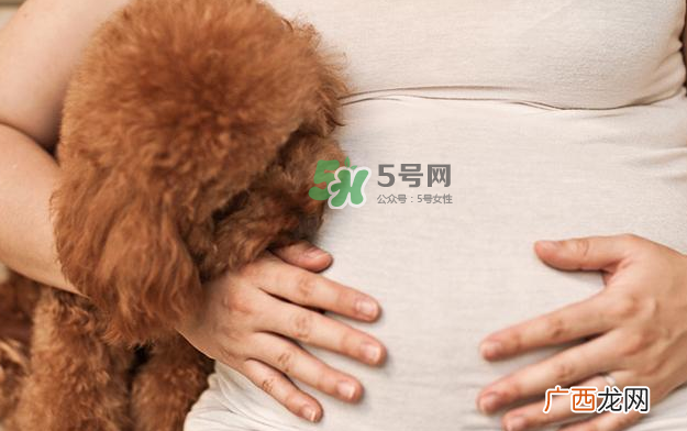 狗对孕妇的危害有哪些?狗对孕妇有影响吗?