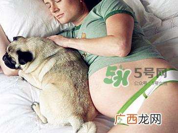 宠物对孕妇的危害 宠物对孕妇的影响