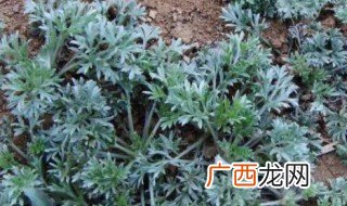 白蒿泡水的功效和作用 白蒿泡水的功效和作用是什么